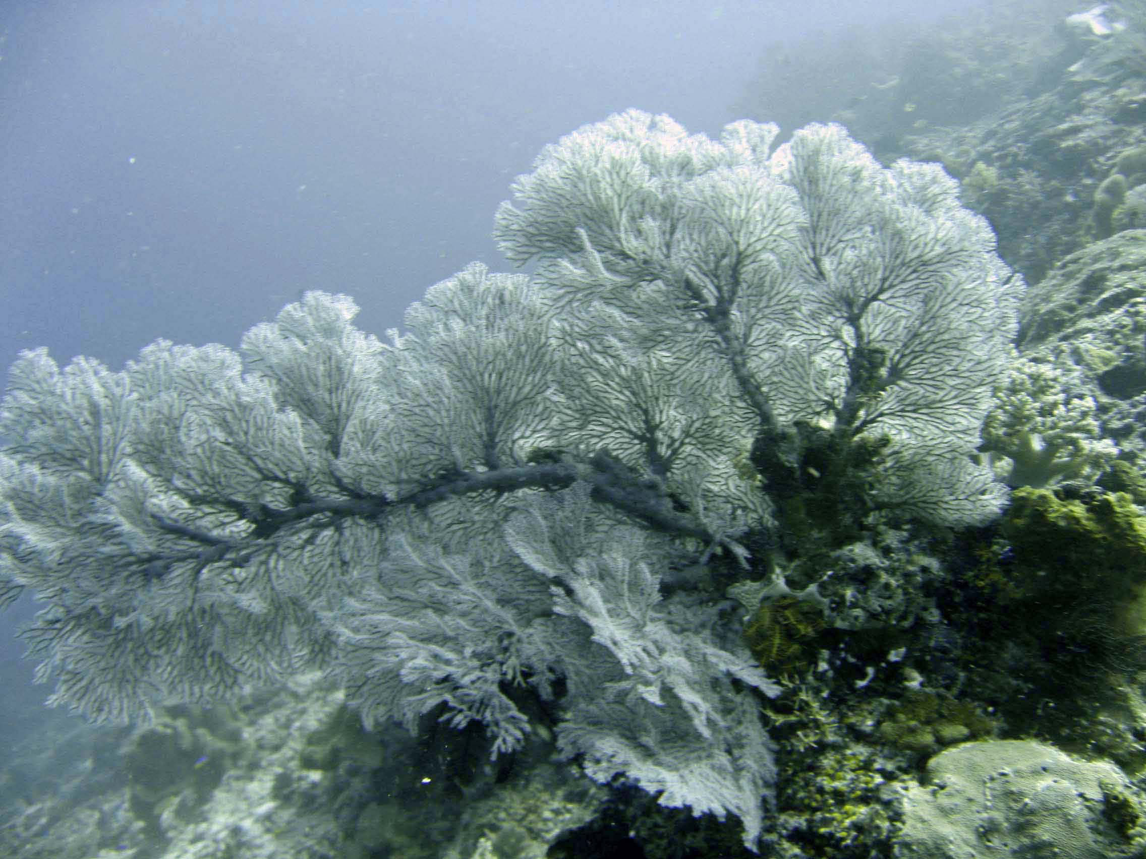 moluques gorgone blanche-1.jpg